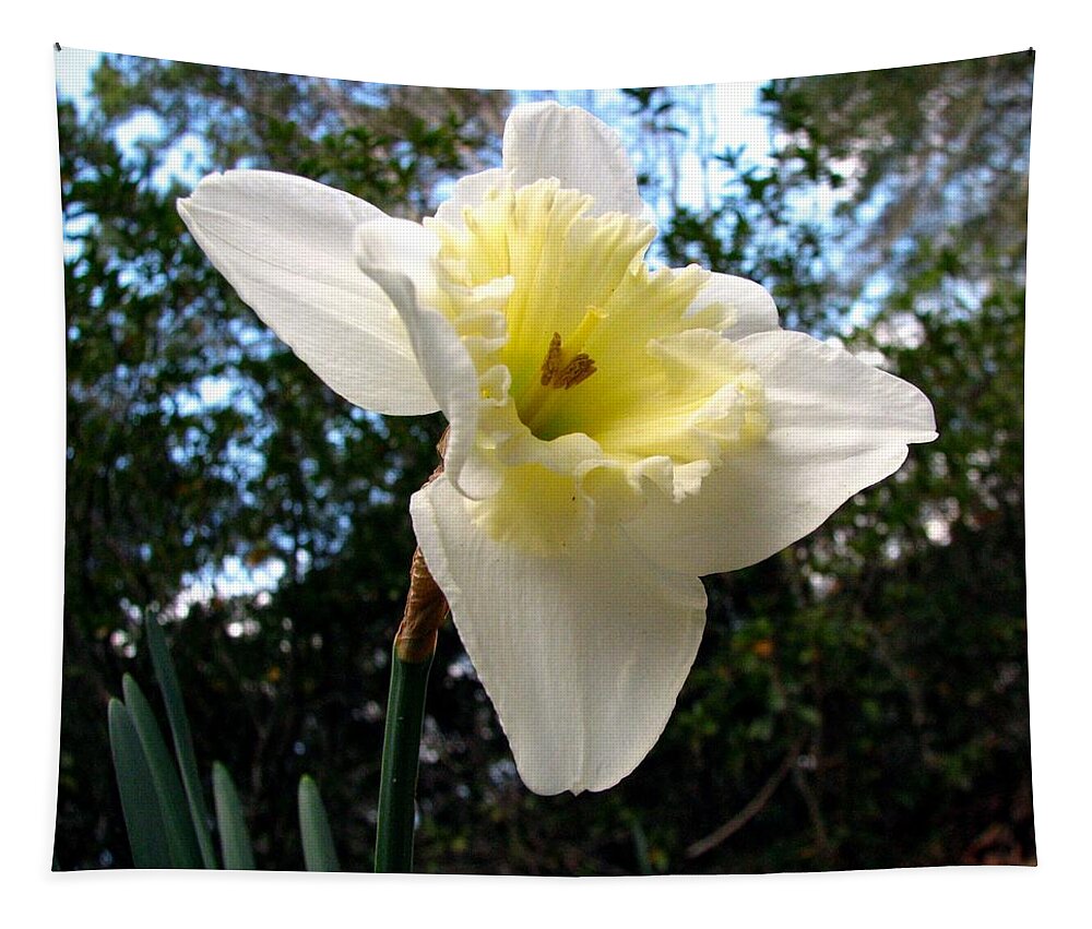 Daffodil Tapestry featuring the photograph Spring's First Daffodil 3 by J M Farris Photography