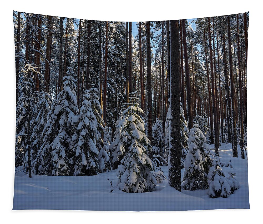 Finland Tapestry featuring the photograph Spruce family by Jouko Lehto