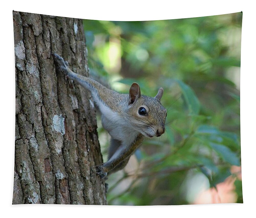 Squirrel Tapestry featuring the photograph Squirrel by Robert Meanor