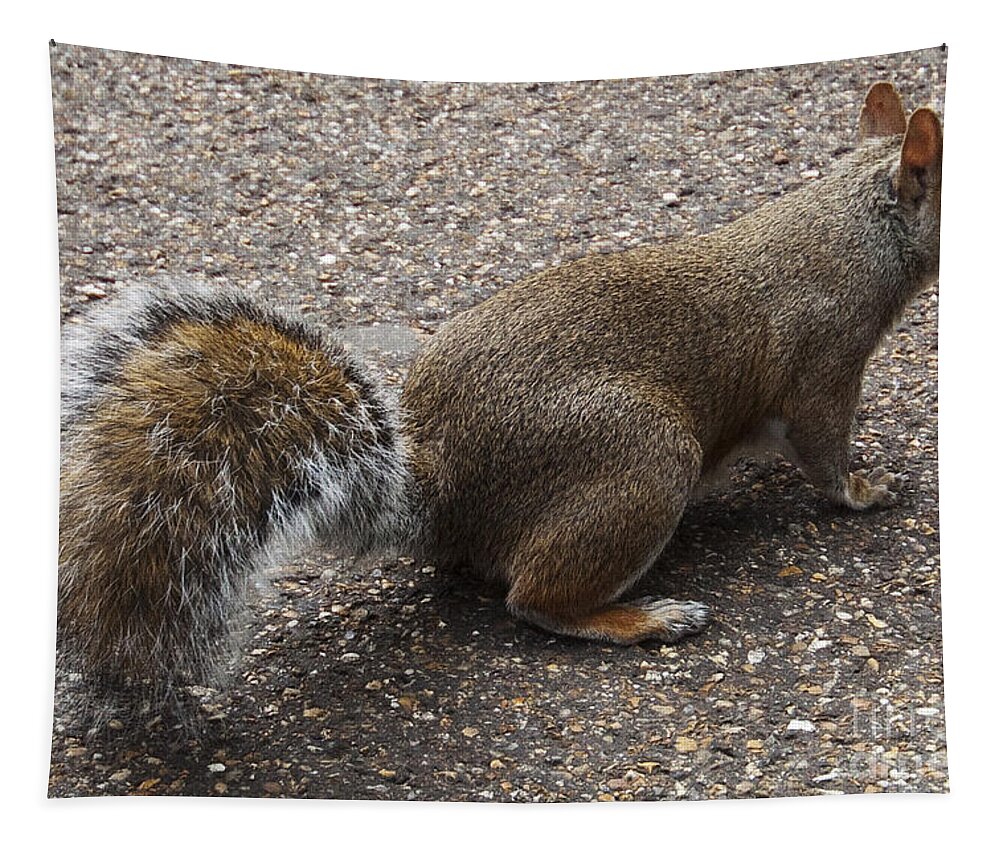 Squirrel Tapestry featuring the photograph Squirrel side by Agusti Pardo Rossello
