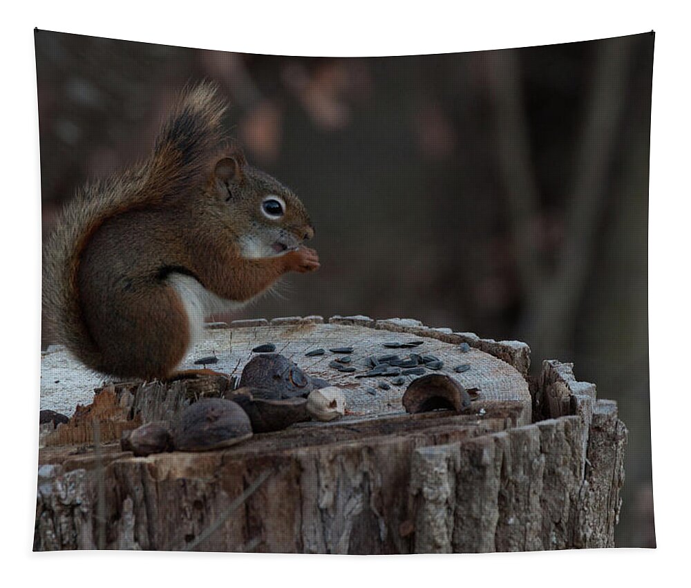 Gray Squirrel Tapestry featuring the photograph Squirrel stocking up for winter by Jeff Folger
