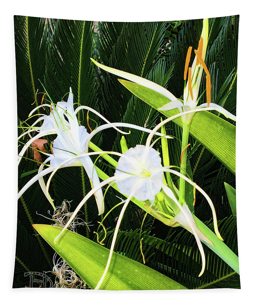Spider Flowers Tapestry featuring the photograph St. Aandrews Spider Flower Family by Daniel Hebard