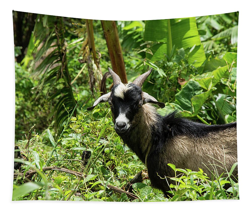 Goat Tapestry featuring the photograph St Lucia Goat by Nicole Freedman