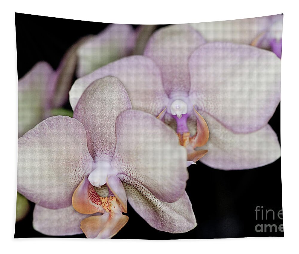 Orchid Tapestry featuring the photograph Stacked Together by Sherry Hallemeier