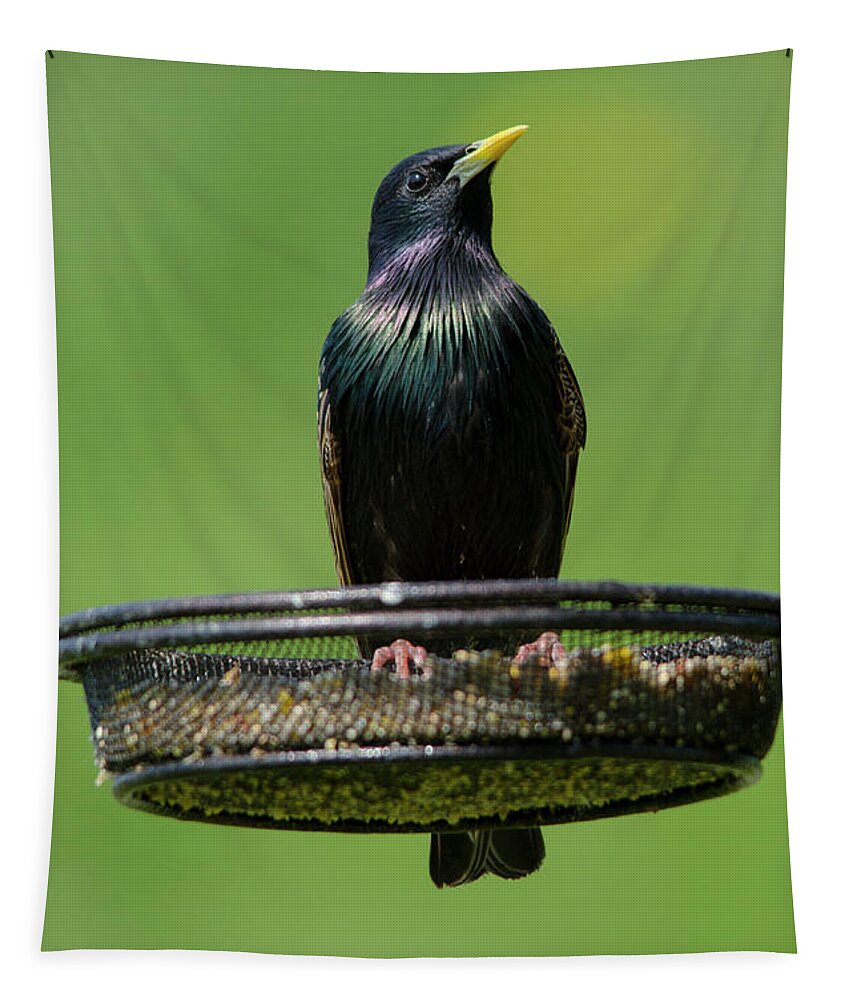 Starling Tapestry featuring the photograph Starling on feeder 2 by Steev Stamford