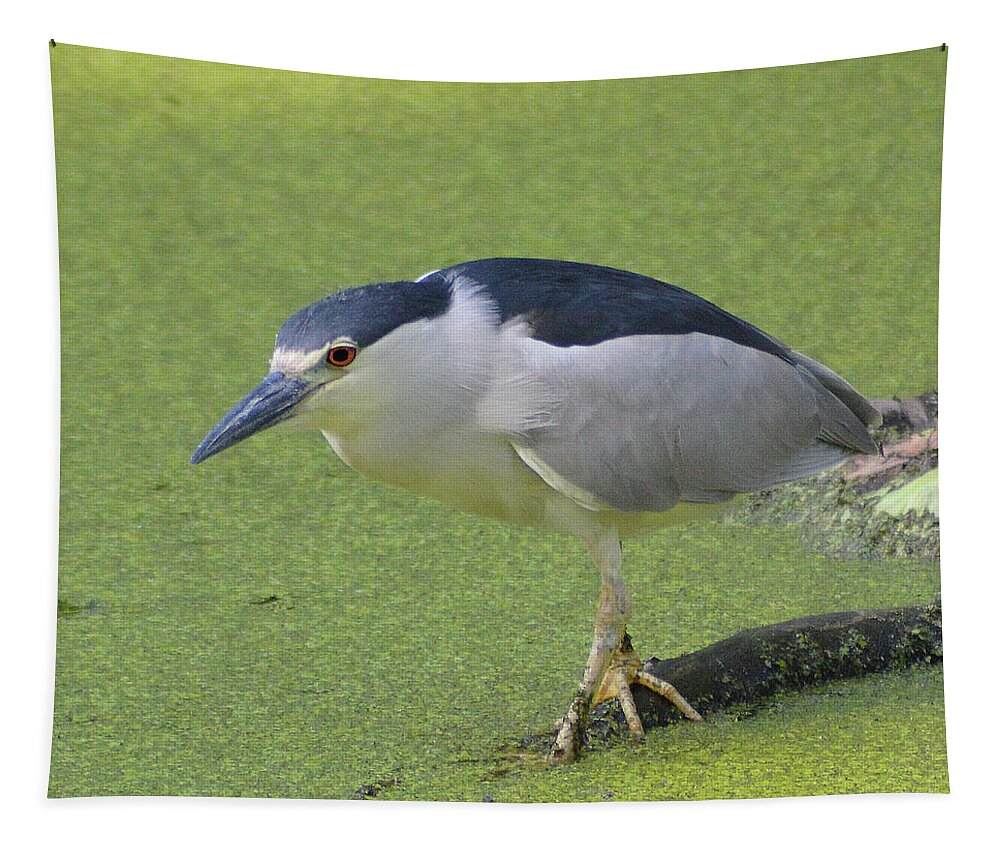 Black Crowned Night Heron Tapestry featuring the photograph Step Lightly by Kathy Kelly