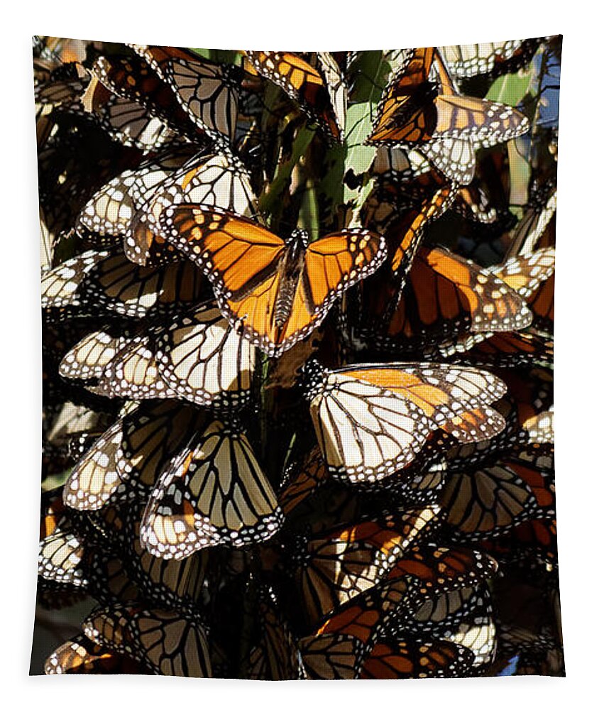 Darin Volpe Animals Tapestry featuring the photograph Sticking Together - Monarch Butterfly Grove, Pismo Beach, California by Darin Volpe