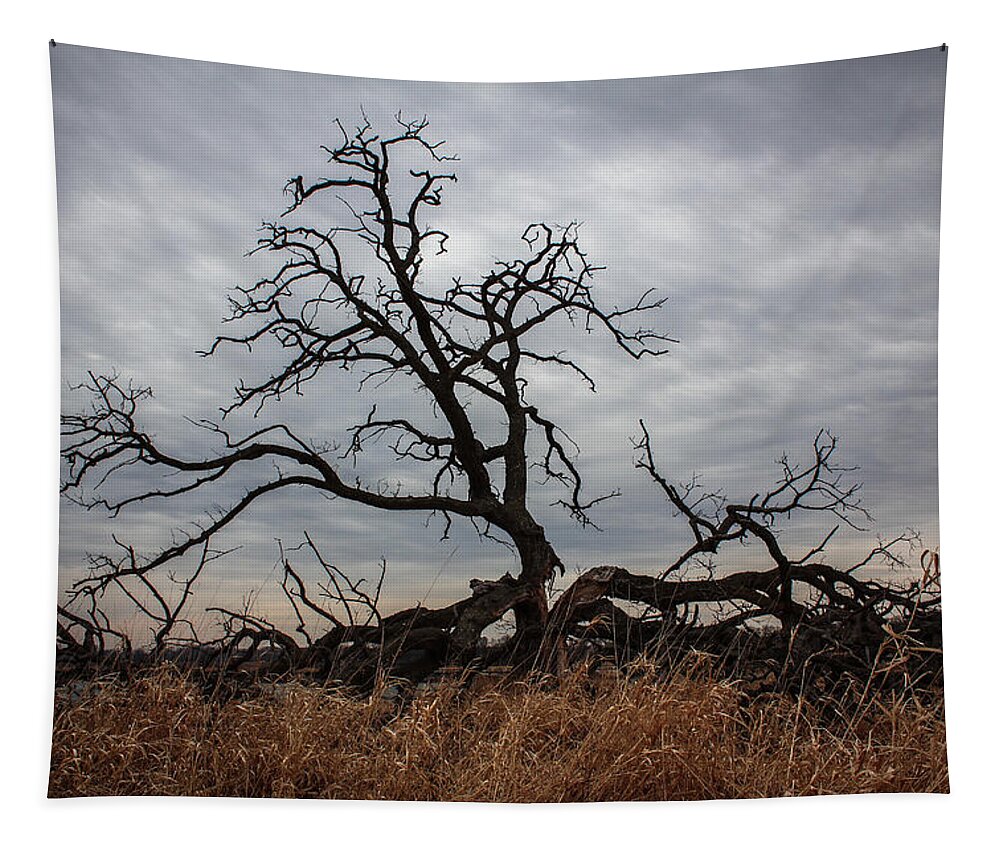 Tree Tapestry featuring the photograph Storms Make Trees Take Deeper Roots by Viviana Nadowski