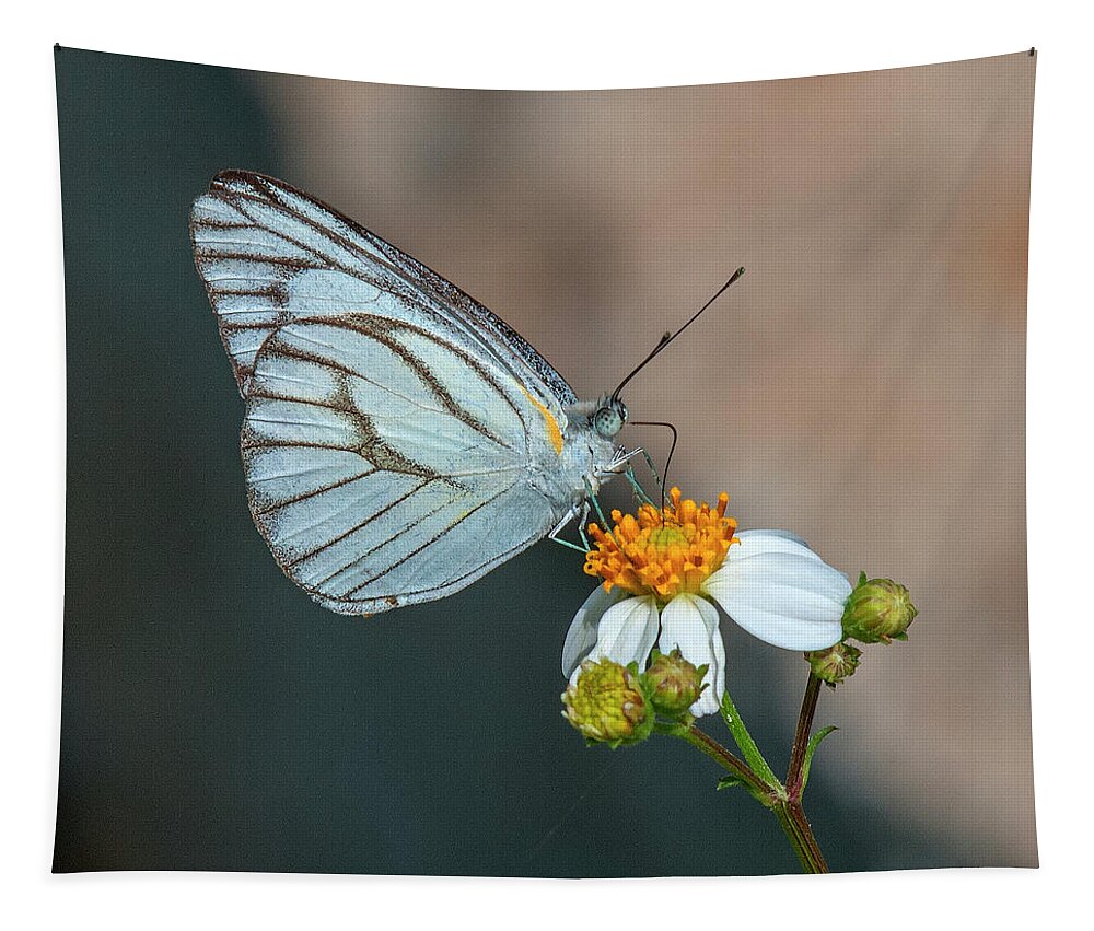 Nature Tapestry featuring the photograph Striped Albatross Butterfly DTHN0209 by Gerry Gantt