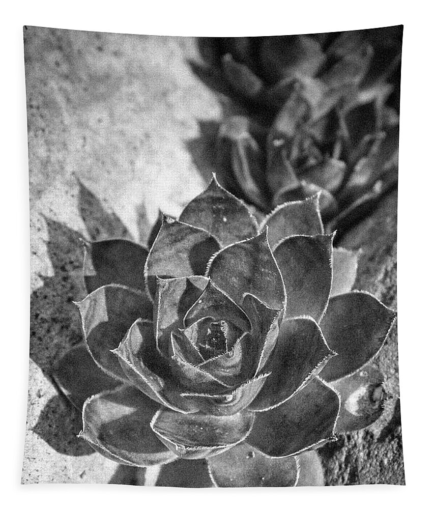 Jean Noren Tapestry featuring the photograph Succulent Detail by Jean Noren