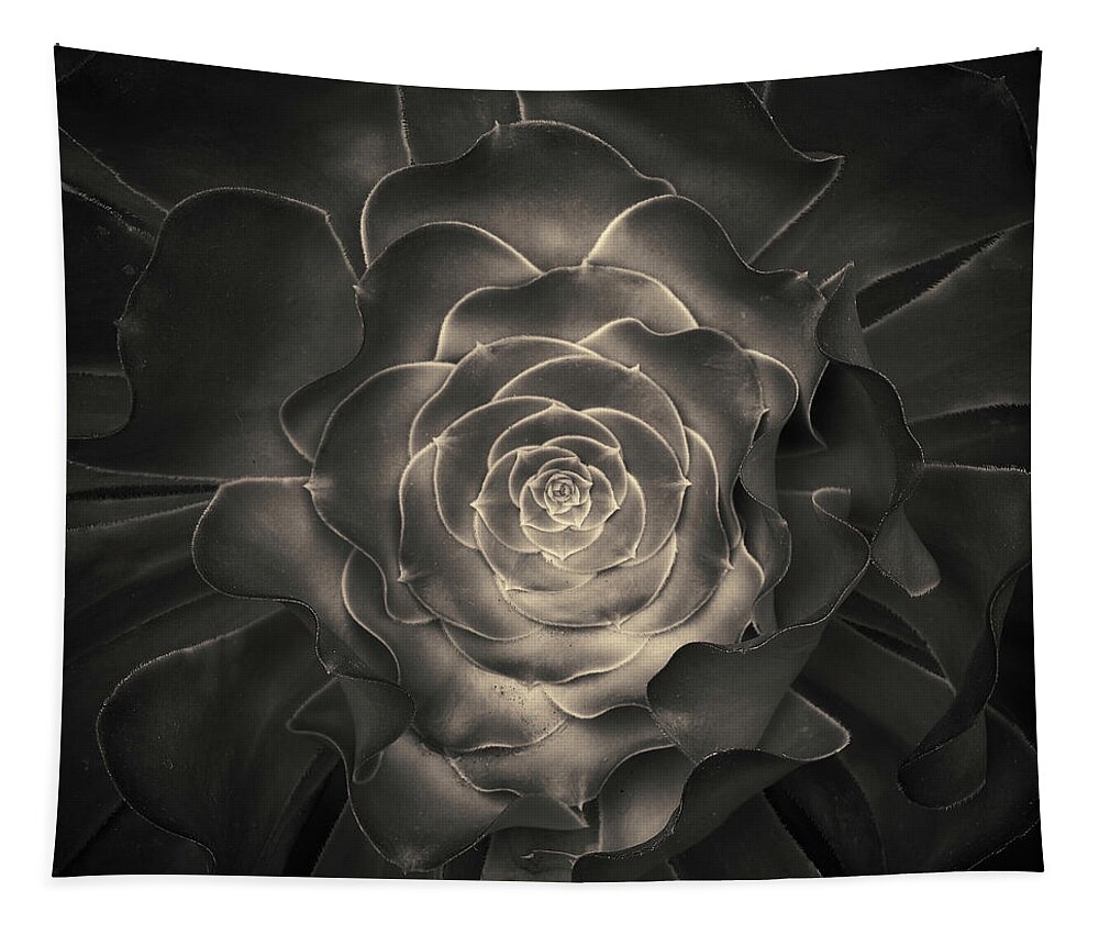 Plant Tapestry featuring the photograph Succulent I Toned by David Gordon