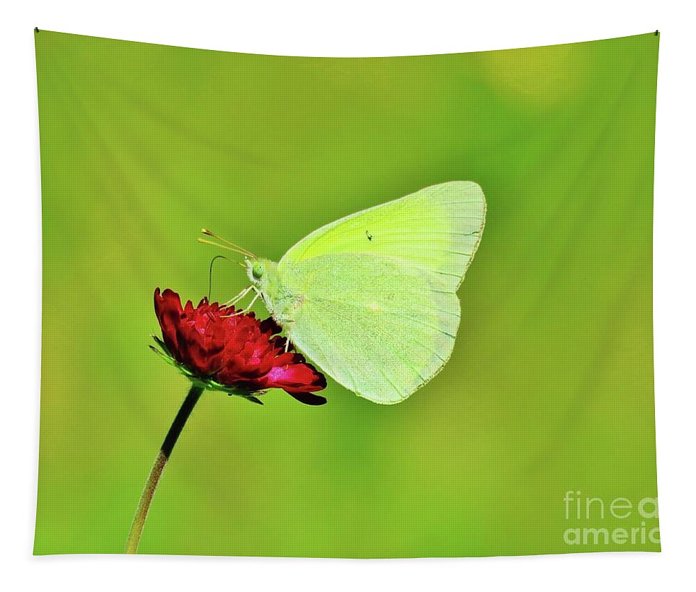 Sulphur Butterfly Tapestry featuring the photograph Sulphur Butterfly on Knautia by Michele Penner