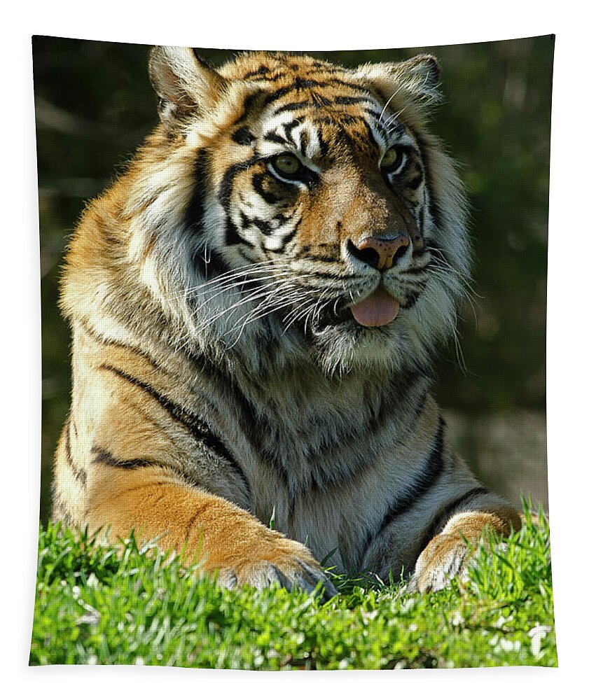 Sumatran Tiger Tapestry featuring the photograph Sumatran Tiger by JT Lewis