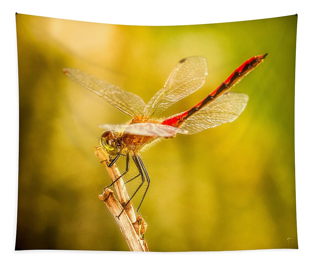 Animals Tapestry featuring the photograph Summer Meadowhawk by Rikk Flohr