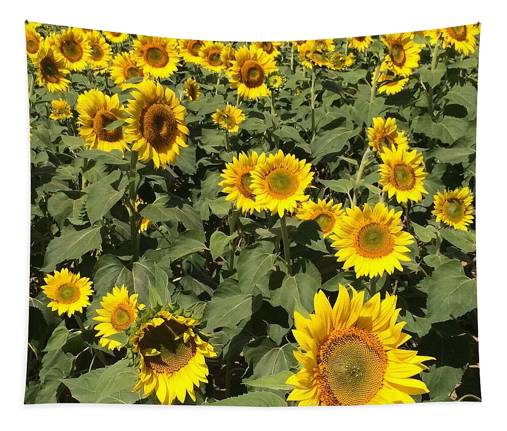 Sunflowers Tapestry featuring the photograph Sunflower 2016 by Caroline Stella