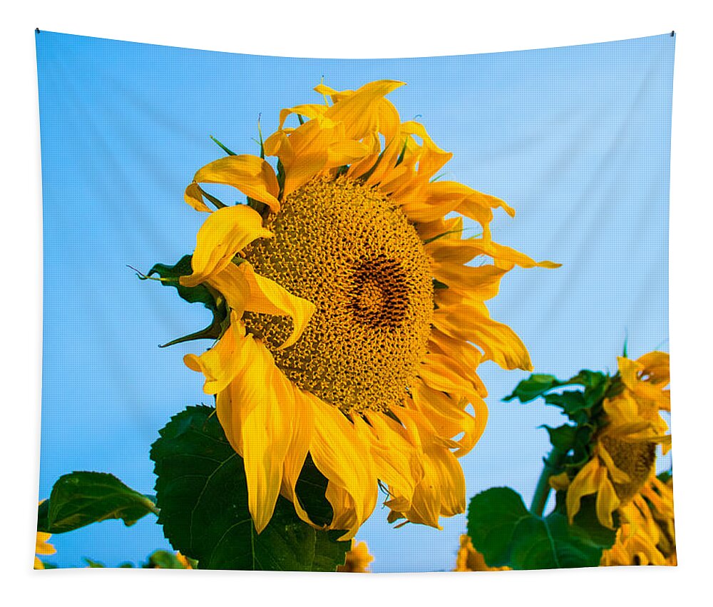Sunrise Tapestry featuring the photograph Sunflower Morning #2 by Mindy Musick King