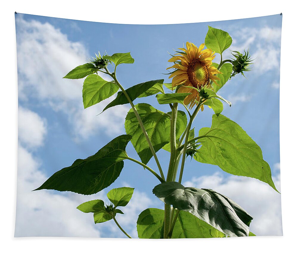 Sunflower Tapestry featuring the photograph Sunflower Sky by Lisa Blake