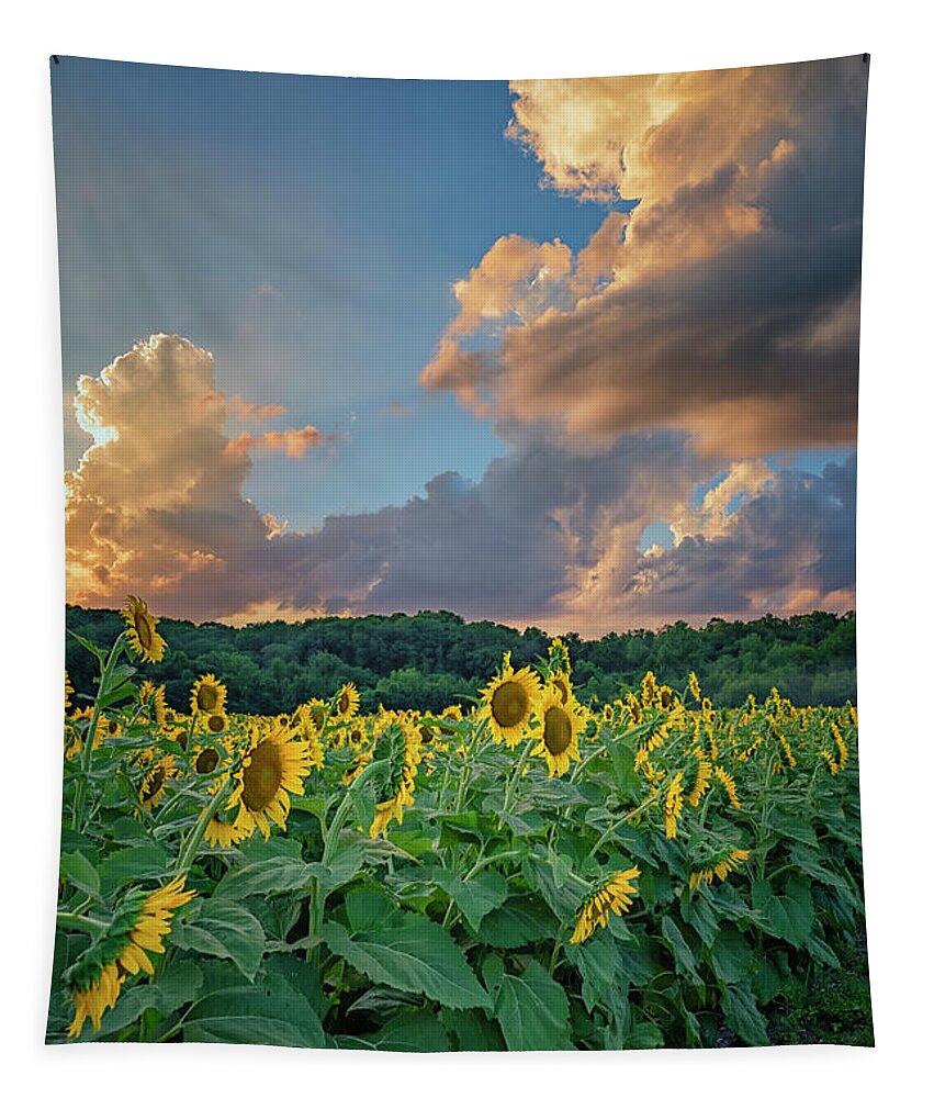 Garden Tapestry featuring the photograph Sunflowers Sunset Weldon Spring MO GRK8303_07152018-HDR by Greg Kluempers
