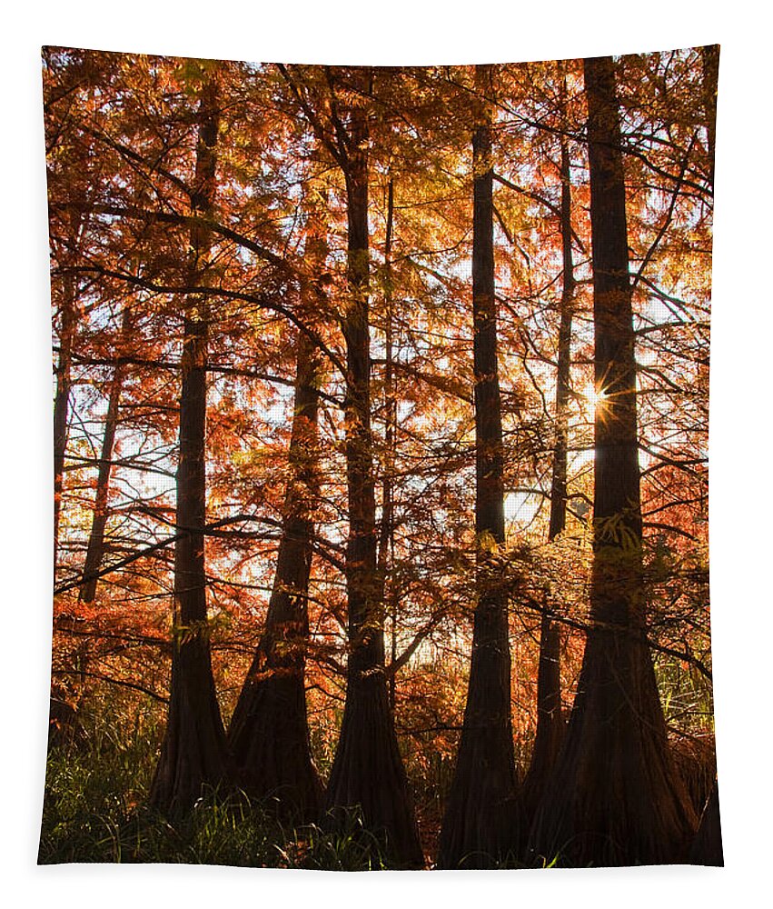 Trees Tapestry featuring the photograph Sunlit Trees at Lake Murray by Tamyra Ayles
