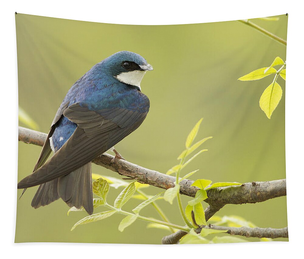 Male Tapestry featuring the photograph Swallow by Mircea Costina Photography