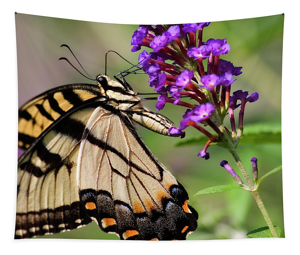 Swallowtail Butterflies Tapestry featuring the photograph Swallowtail Butterfly by Jill Lang
