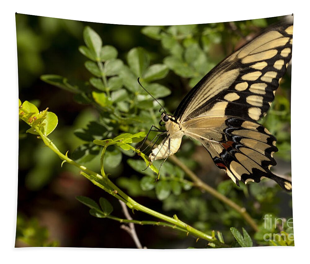 Swallowtail Tapestry featuring the photograph Swallowtail - Papilio Machaon - butterfly Laying Eggs by Anthony Totah