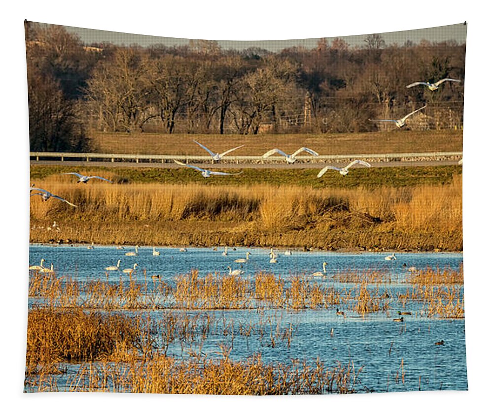 Trumpeter Swans Tapestry featuring the photograph Swans Returning to the Roost at Riverlands 7R2_DSC3855_12202017 by Greg Kluempers