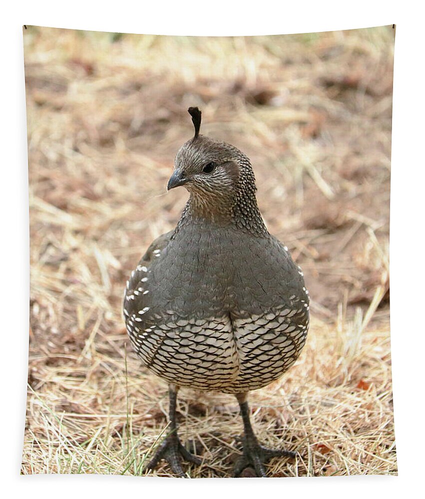 Quail Tapestry featuring the photograph Sweet Mama Quail by Carol Groenen