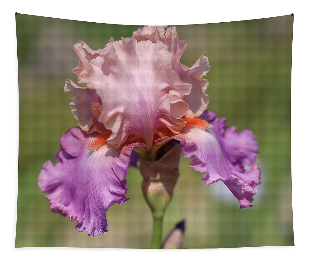 Jenny Rainbow Fine Art Photography Tapestry featuring the photograph Sweet Musette. The Beauty of Irises by Jenny Rainbow