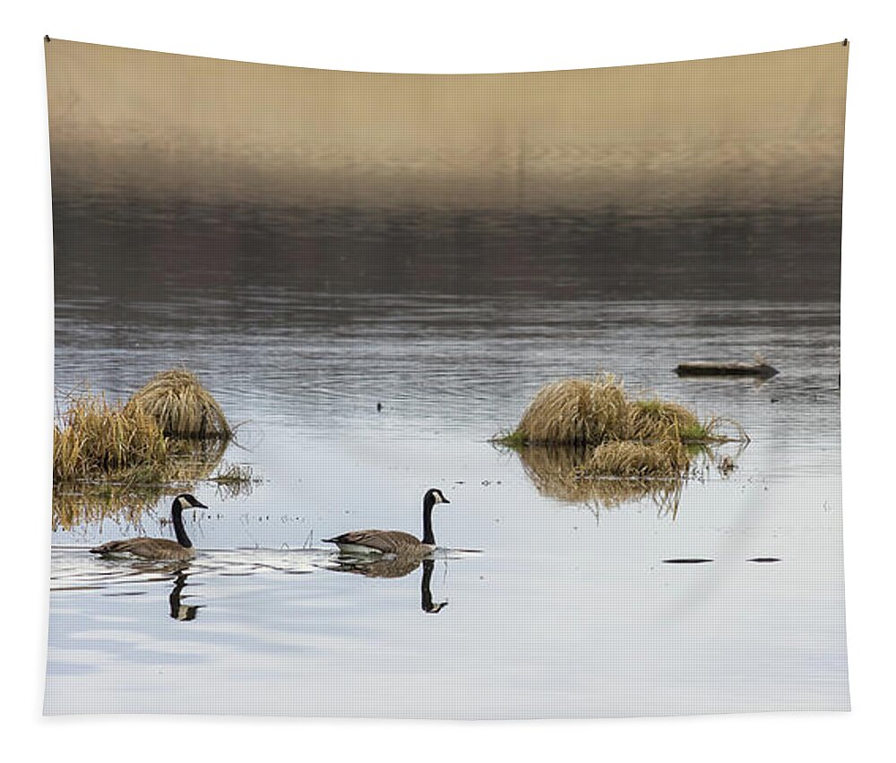 Geese Tapestry featuring the photograph Swimming in Serenity by Penny Meyers