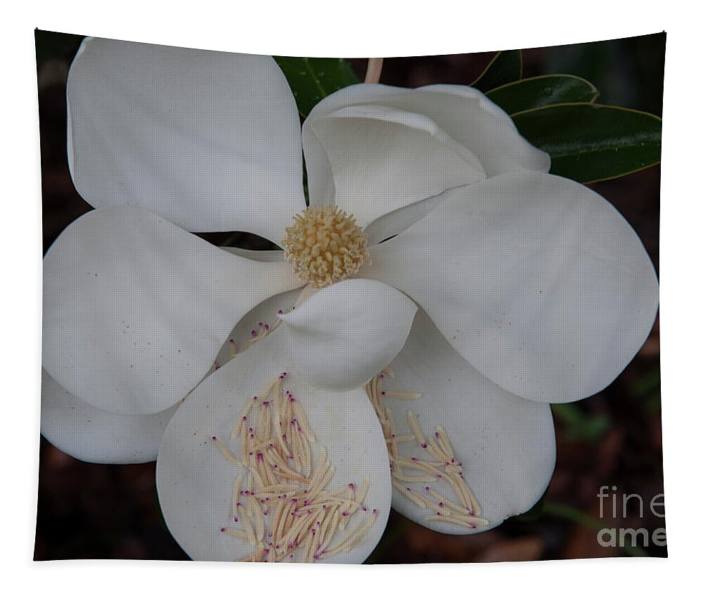 Magnolia Tapestry featuring the photograph Symbol of the South by Dale Powell
