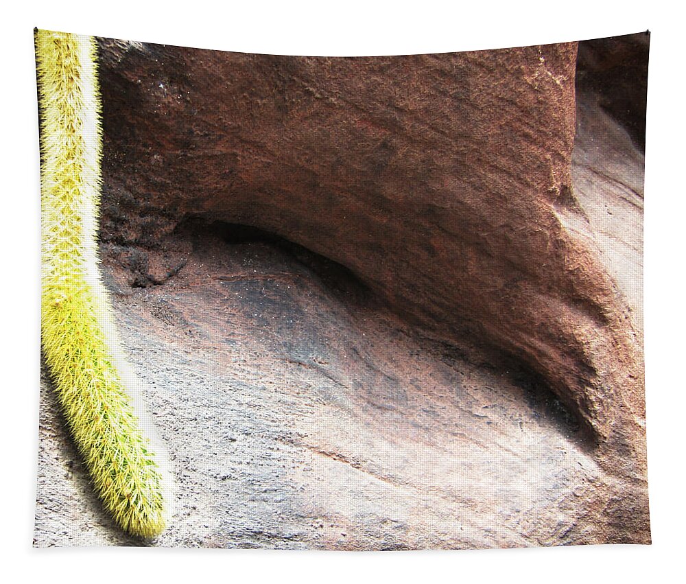 Cactus Tapestry featuring the photograph Tail of the Cactus by Robert Knight