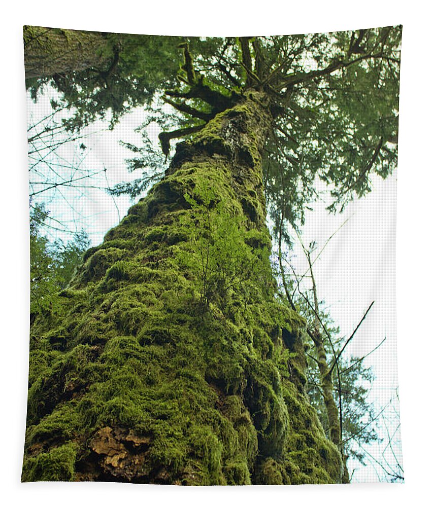 Vancouver Island Tapestry featuring the photograph Tall tall tree by Donna L Munro