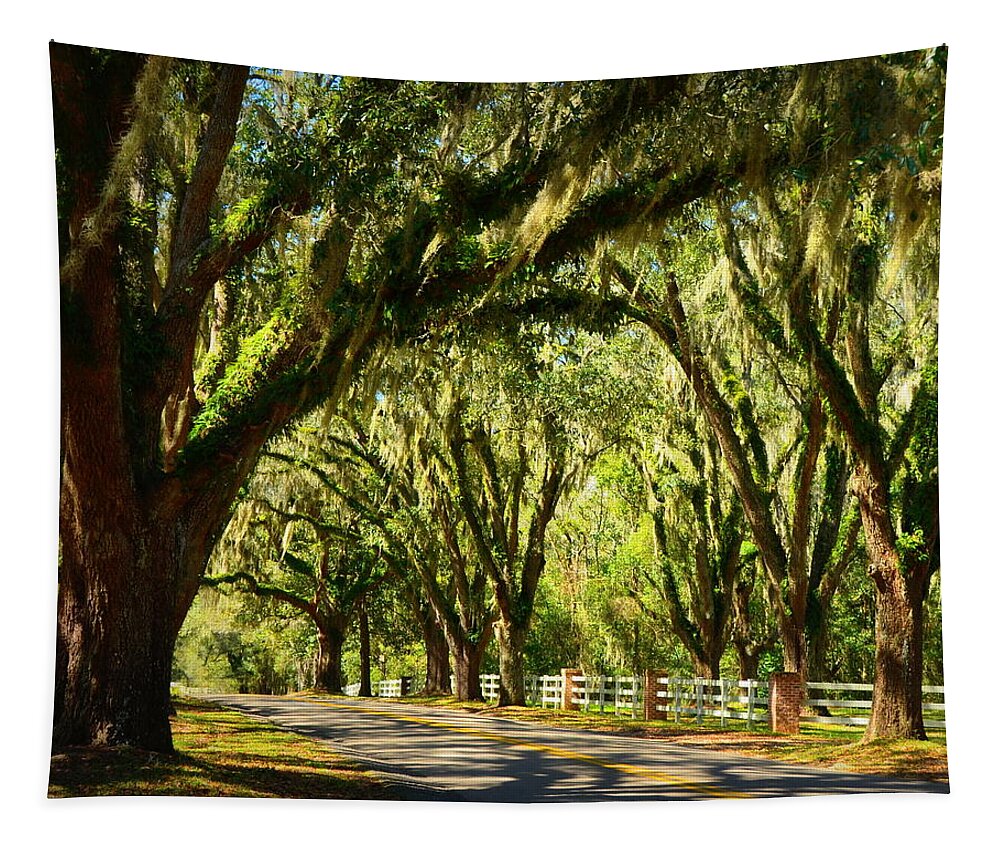 Tallahassee Tapestry featuring the photograph Tallahassee Canopy Road by Carla Parris