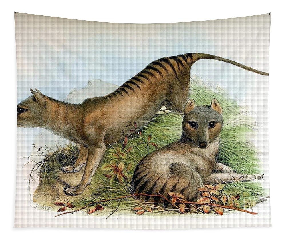 Thylacine Tapestry featuring the photograph Tasmanian Tiger, Extinct Species by Biodiversity Heritage Library
