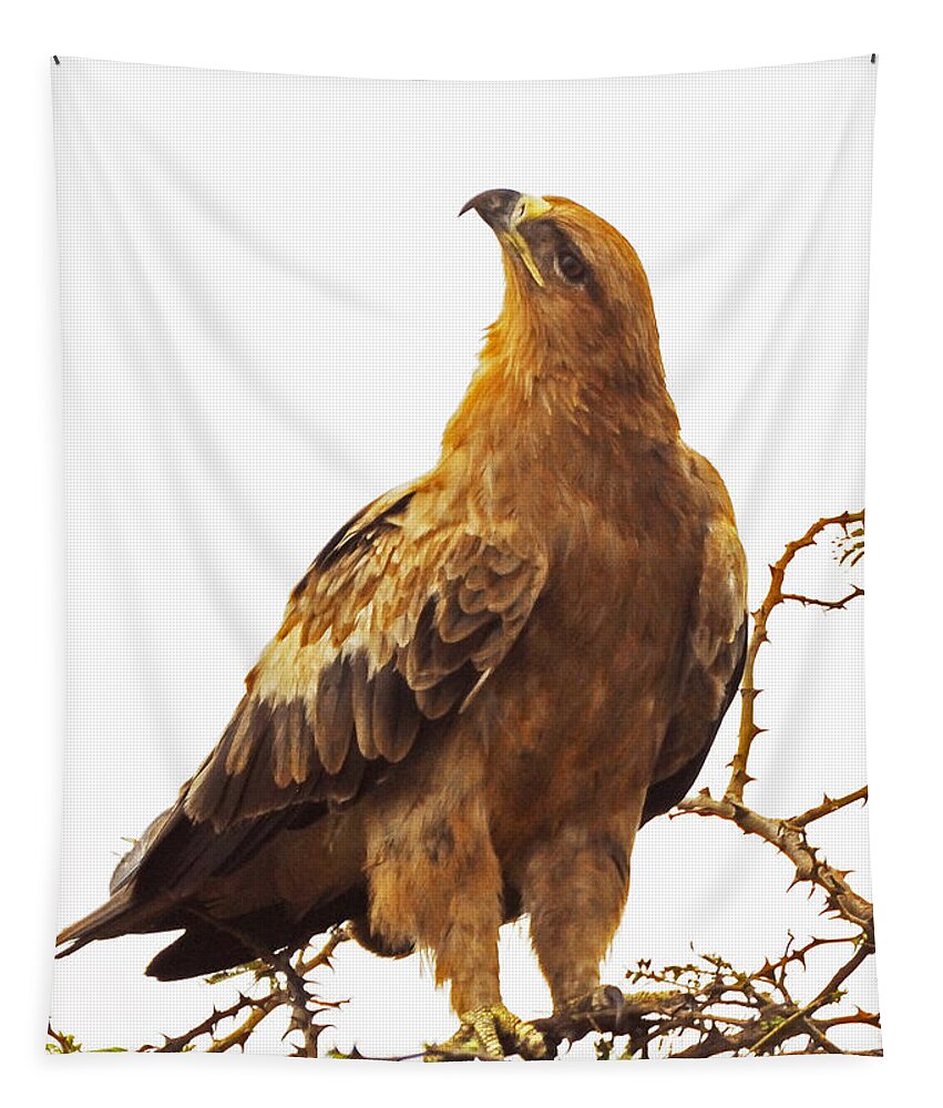Birds Tapestry featuring the photograph Tawny Eagle by Patrick Kain