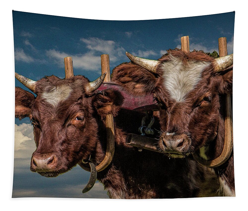 Cattle Tapestry featuring the photograph Team of Oxen by Randall Nyhof