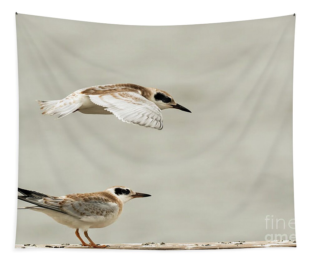 Terns Tapestry featuring the photograph Tern by Tern by Sam Rino