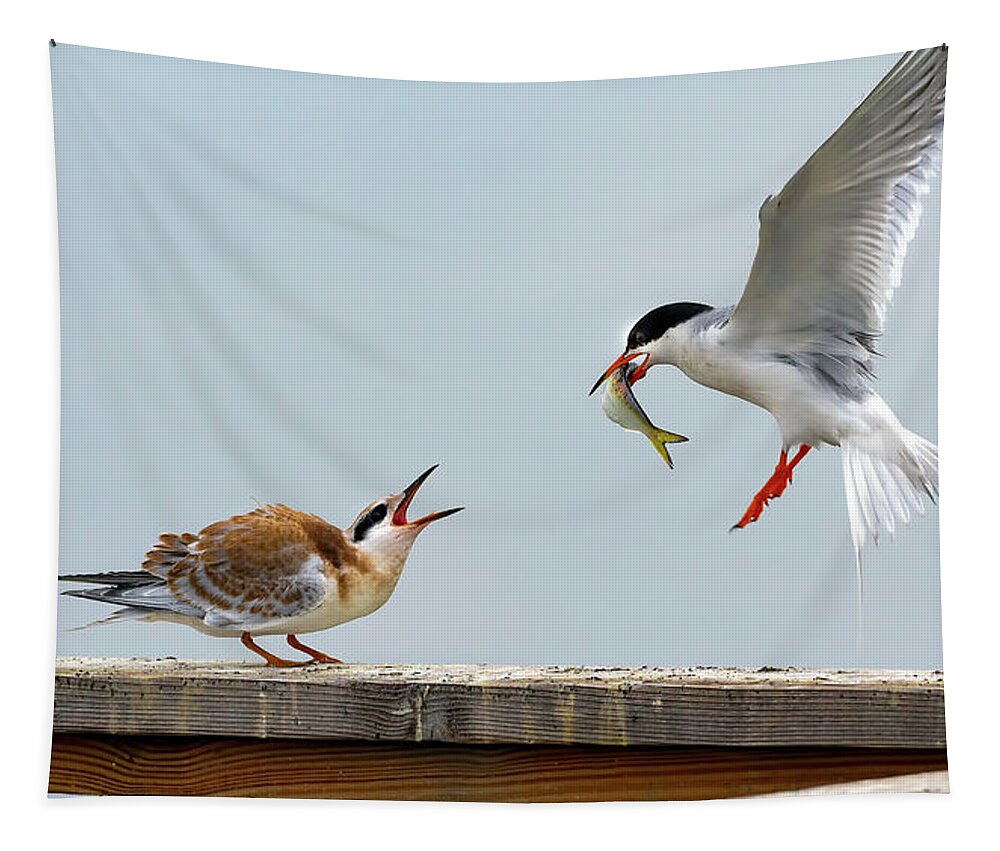 Tern Tapestry featuring the photograph Tern feeding Juvenile by Sam Rino