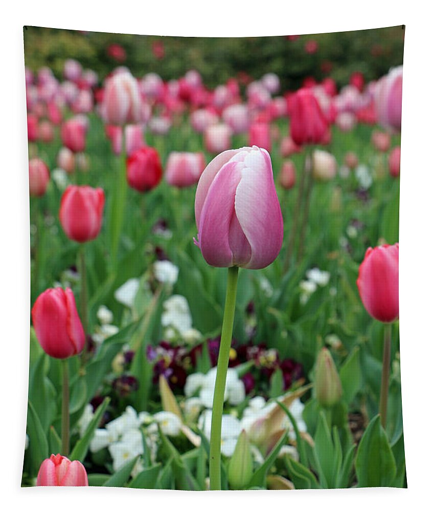 Tulip Tapestry featuring the photograph Texas Blooms 45 by Pamela Critchlow