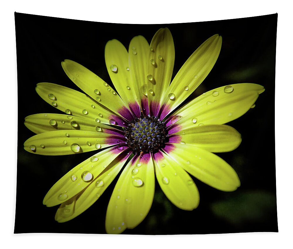 Daisy Tapestry featuring the photograph Texture Drama Yellow Daisy by Aimee L Maher ALM GALLERY