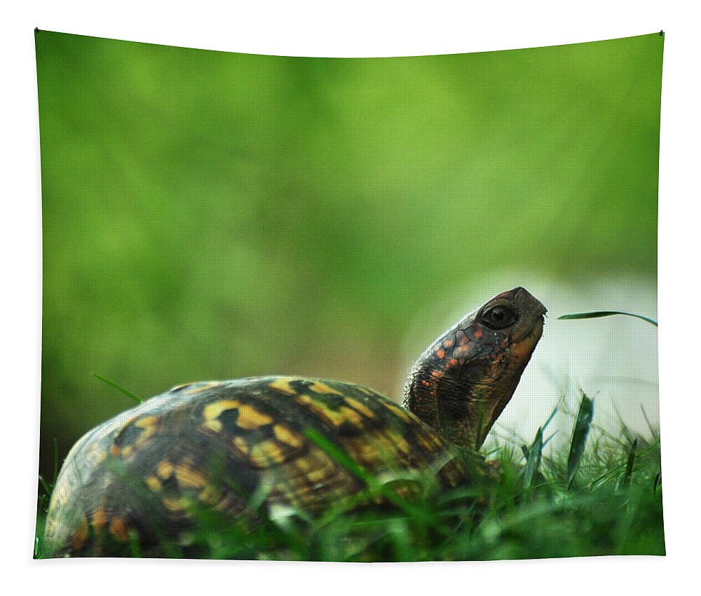 Eastern Box Turtle Tapestry featuring the photograph Thankful for Leaping Greenly Spirits by Rebecca Sherman