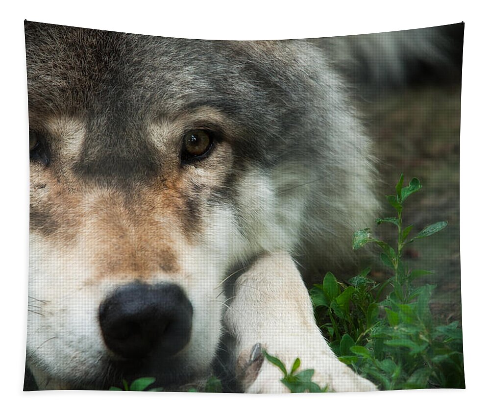 Alpha Wolves Tapestry featuring the photograph The Alpha Wolves Enchanted Stare by Paul W Sharpe Aka Wizard of Wonders