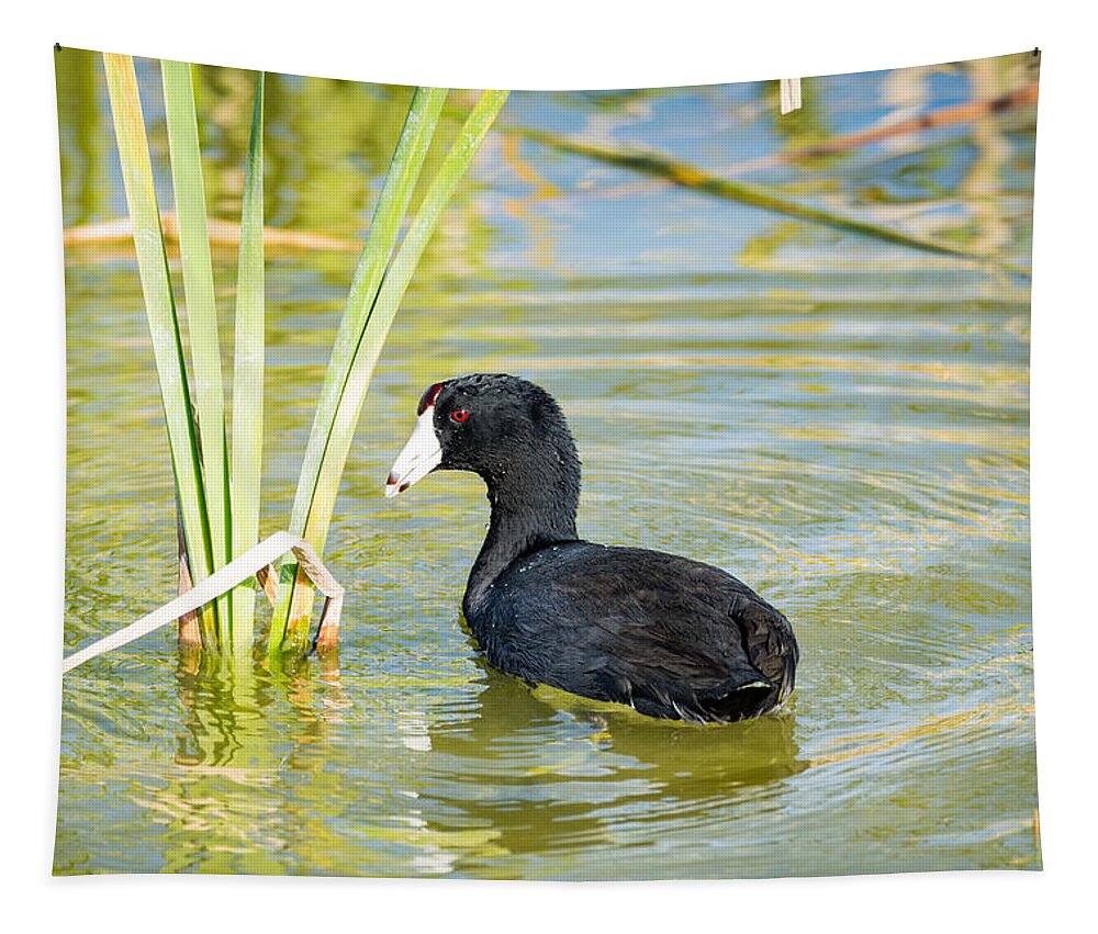 The American Coot Tapestry featuring the photograph The American Coot by Debra Martz