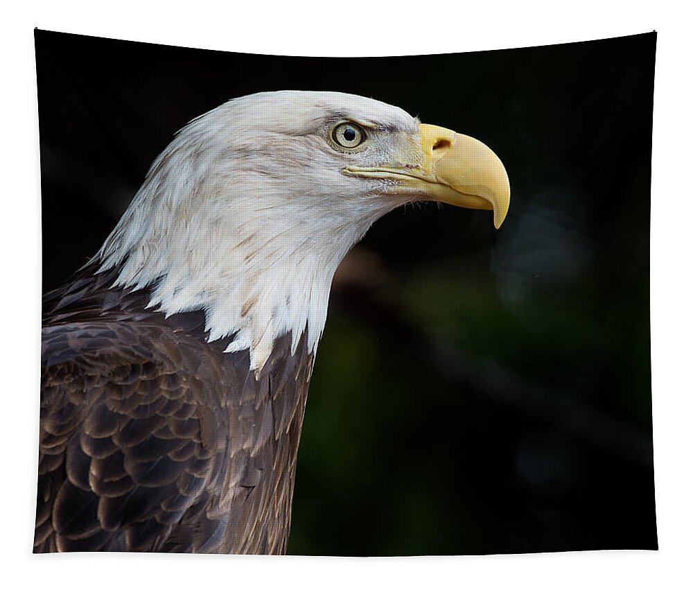 Bald Eagle Tapestry featuring the photograph The Beak Pointeth by Greg Nyquist