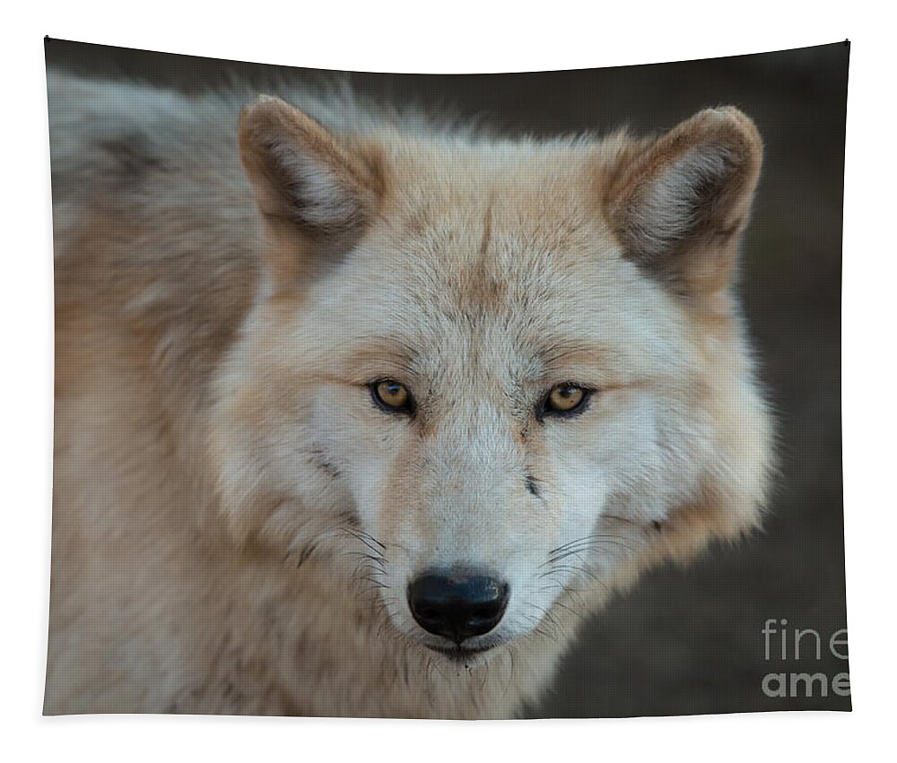 Wolf Tapestry featuring the photograph The Big Beautiful Wolf by Ana V Ramirez