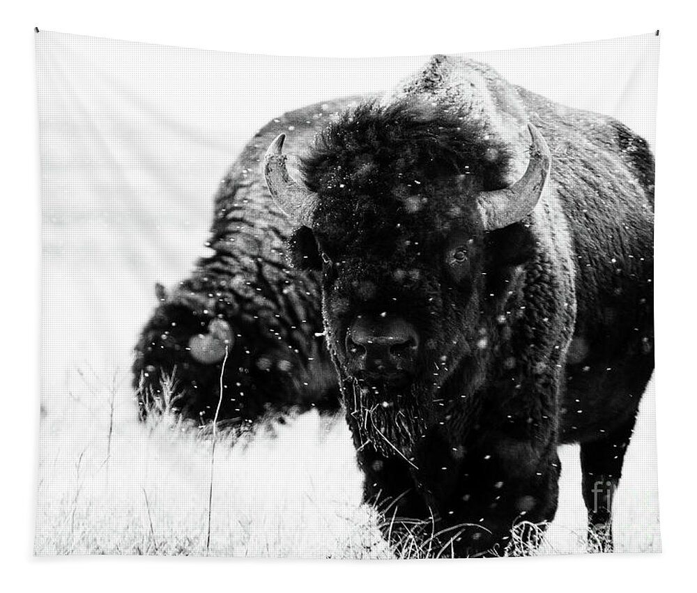 Buffalo Tapestry featuring the photograph The Cold Brotherhood by Jim Garrison