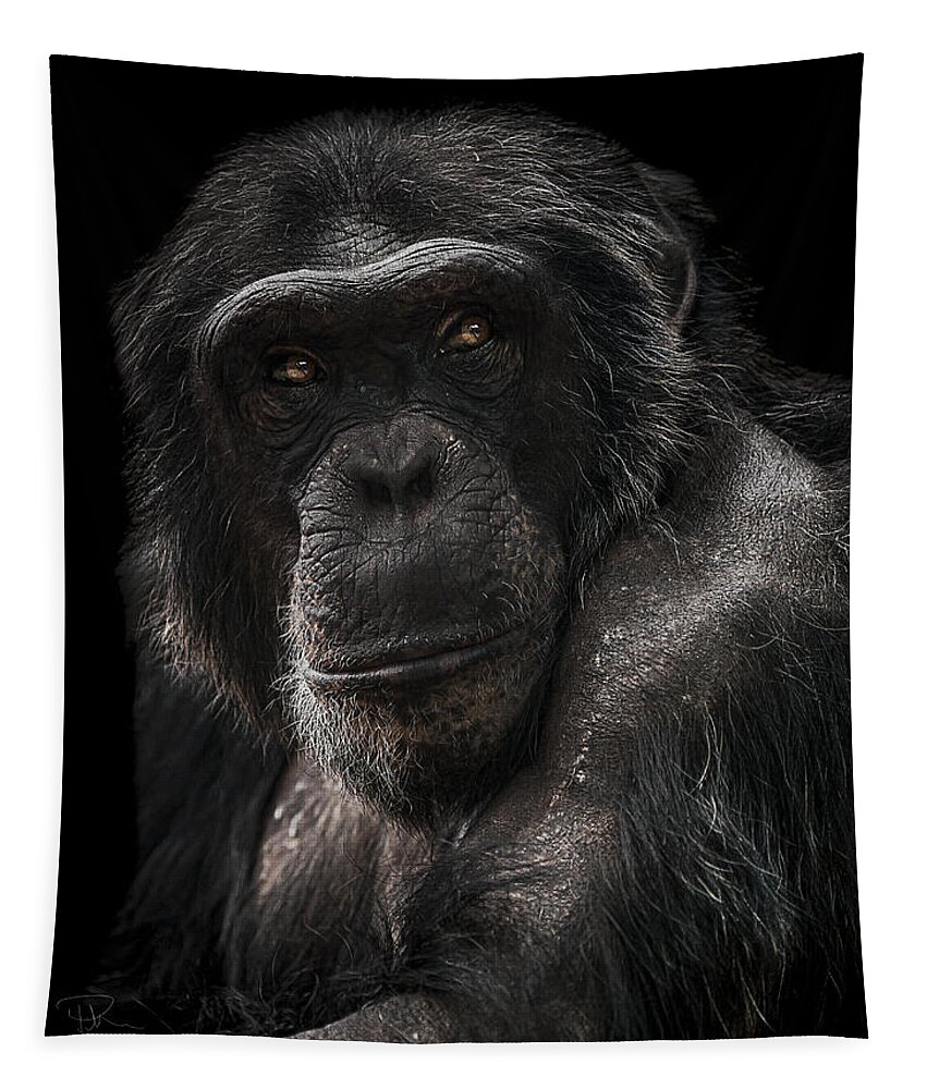 Chimpanzee Tapestry featuring the photograph The Contender by Paul Neville