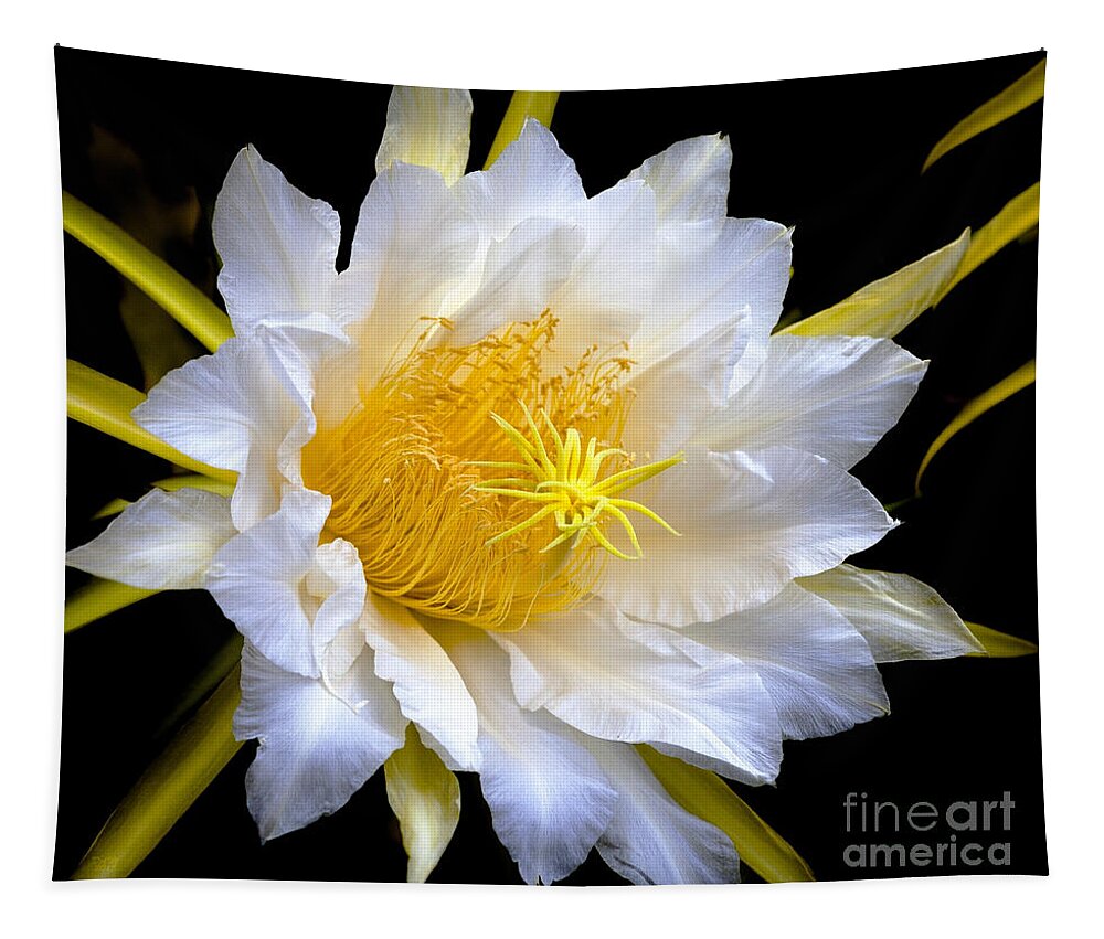 Dragonfruit Tapestry featuring the photograph The Dragons Alive by David Millenheft