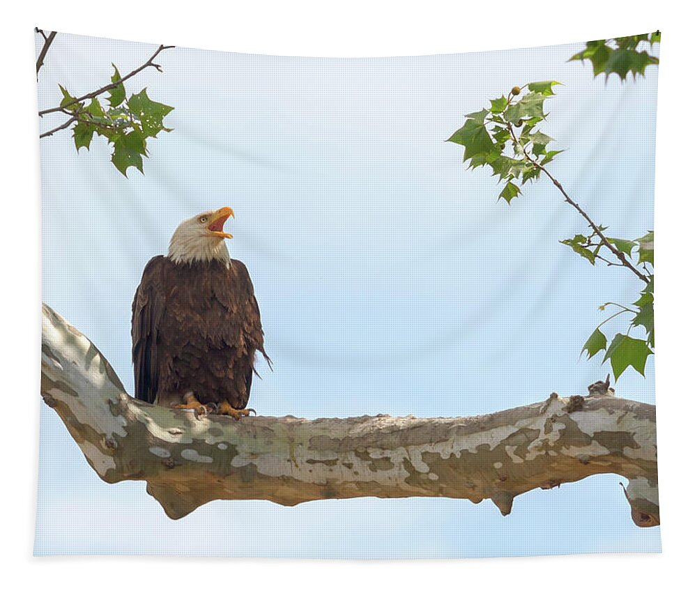 Bald Eagle Tapestry featuring the photograph The Eagle Calls 2 by Susan Rissi Tregoning